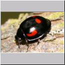 Exochomus quadripustulatus - Vierfleckiger Kugelmarienkaefer 04.jpg